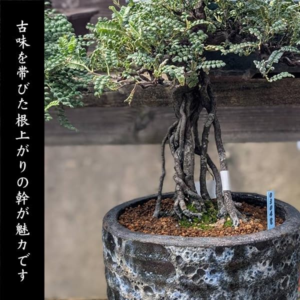 磯山椒 イソザンショウ｜石木花｜SEKIBOKKA